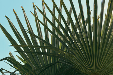 Minimal nature wallpaper. A close-up of a palm tree with long green leaves is shown against a blue sky