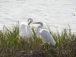 A pair of great egrets enjoying a sunny spring day, within the wetlands of the Bombay Hook National...