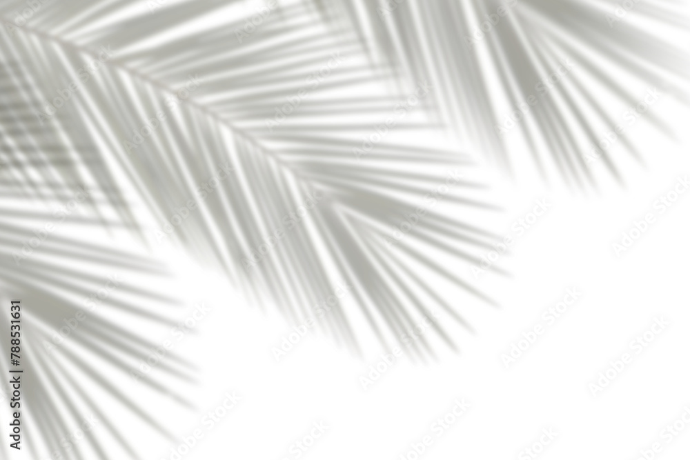 Canvas Prints realistic palm leaves leaf shadow isolated on transparent background