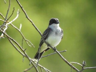 Eastern kingbird perched on branch at the Bombay Hook National Wildlife Refuge, Kent County, Delaware.