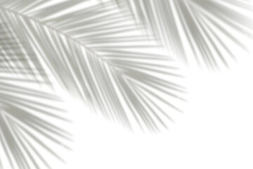 Realistic palm leaves leaf shadow isolated on transparent background