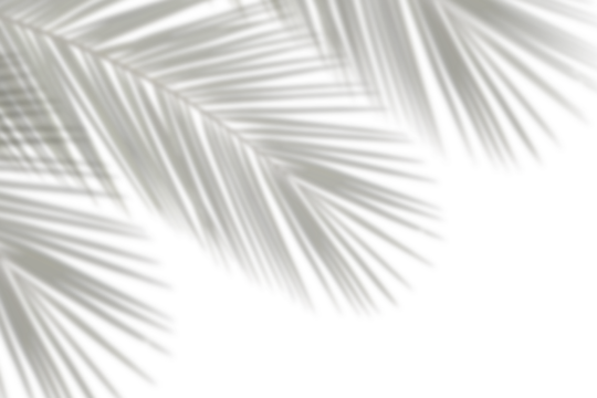 Realistic palm leaves leaf shadow isolated on transparent background