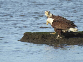 A pair of bald eagles enjoying a beautiful day at the Bombay Hook National Wildlife Refuge, Kent County, Delaware.