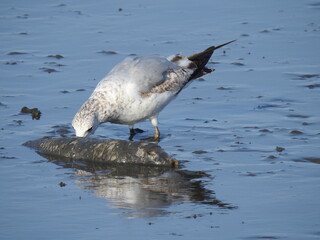 A hungry ring-billed gull, standing in the muddy wetland water, feasting on a dead fish. Bombay...