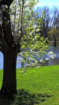 The Dogwood trees are in full bloom at Otsiningo Park in Binghamton.  A very windy day at this county park in upstate NY has the flowering trees dancing to the breeze.  Tree and Lake on Warm Day.