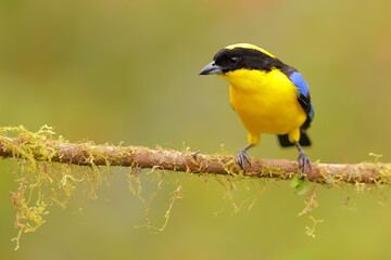 Blue-winged Mountain Tanager (Anisognathus somptuosus) Ecuador