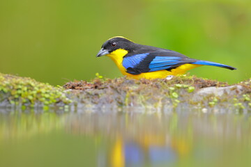 Blue-winged Mountain Tanager (Anisognathus somptuosus) Ecuador