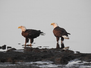 A pair of bald eagles in the evening light. Bombay Hook National Wildlife Refuge, Kent county, Delaware.