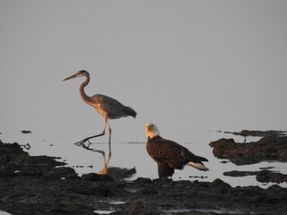 A bald eagle and a great blue heron in the evening light, just before sunset. Bombay Hook National...