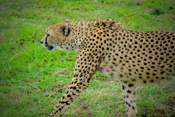 cheetah in the grass
