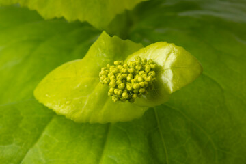 Fresh green  Smyrnium perfoliatum flower close up full frame as background