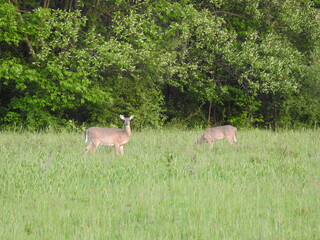White-tailed deer living within the Bombay Hook National Wildlife Refuge, Kent County, Delaware.
