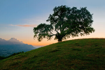 L'arbre de Venon