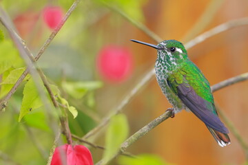 Booted racket-tail, Female (Ocreatus underwoodii) Ecuador