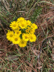 Small, yellow Maryland Golden Aster flower in the landscape
