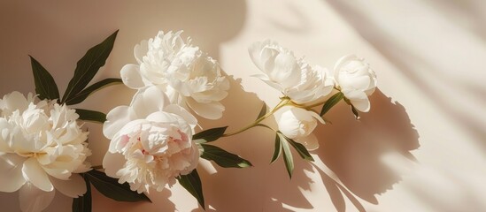 Obraz premium Bohemian-look floral arrangement showcasing stylish white peonies and their shadows in sunlight, set against a soft beige background in a top-down view.