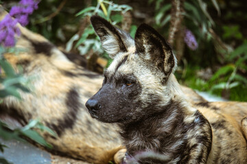 African Wild Dog Paying Attention