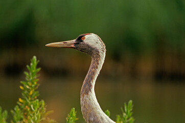 Grue cendrée,.Grus grus, Common Crane