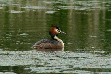 Gr&egrave;be hupp&eacute;,.Podiceps cristatus, Great Crested Grebe
