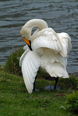 Cygne chanteur,.Cygnus cygnus, Whooper Swan