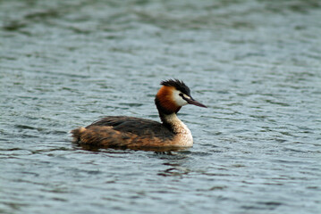 Grèbe huppé,.Podiceps cristatus, Great Crested Grebe