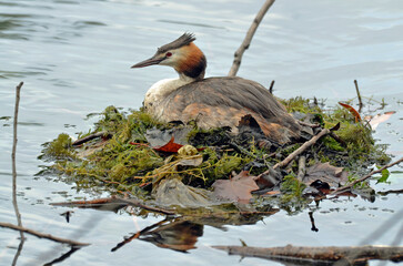 Grèbe huppé,.Podiceps cristatus, Great Crested Grebe