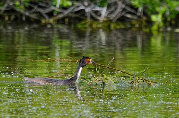 Grèbe huppé,.Podiceps cristatus, Great Crested Grebe