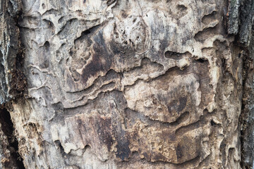Texture of wood eaten by bark beetle. Natural wooden background.