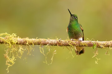 Buff-tailed coronet (Boissonneaua flavescens) Ecuador 