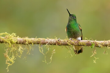 Buff-tailed coronet (Boissonneaua flavescens) Ecuador 