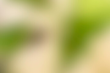 Green and white blurred background image Used for illustrations