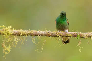 Buff-tailed coronet (Boissonneaua flavescens) Ecuador 