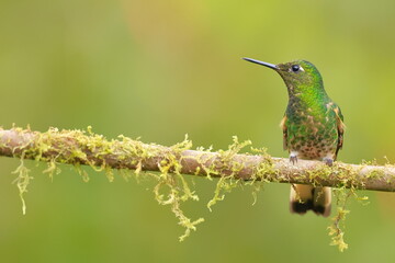 Fototapeta premium Buff-tailed coronet (Boissonneaua flavescens) Ecuador 