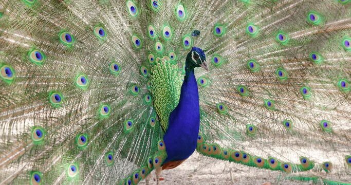 Peacock with opening his tail feathers. Feathers on beautiful tropical bird