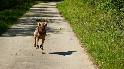  weimaraner dog chasing a ball outdoors in spring 