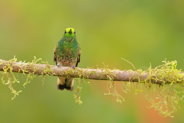 Buff-tailed coronet (Boissonneaua flavescens) Ecuador 