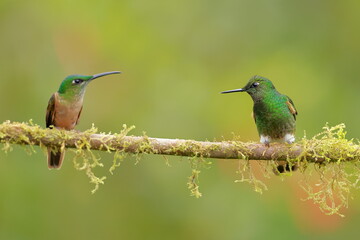 Buff-tailed coronet (Boissonneaua flavescens) Ecuador 