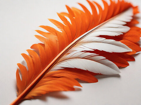 recommend clip art: Orange Feather