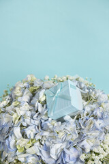 A gift box on a bouquet of hydrangea flowers on a blue background, space for text - obrazy, fototapety, plakaty