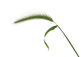 Green grass isolated on white background and texture, clipping path	