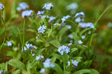 Niezapominajka polna , dzika roślina o niebieskich kwiatach rosnąca na łąkach i polach
