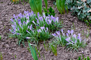 beautiful blooming purple crocus vernus, saffrons in the spring evening city flower bed near the...