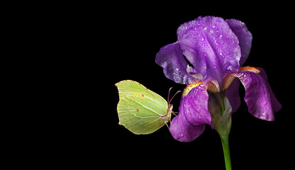 bright yellow butterfly on purple iris flower in drops of dew. butterfly on iris isolated on black....