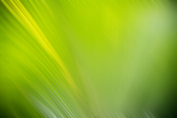 abstract background. Palm leaf edited with soft focus filter and motion blur - 788548297