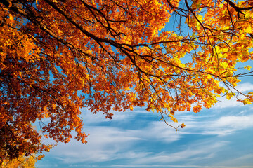 Autumn colorful oak branches with leaves of trees against the blue sky.
