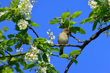 chiffchaff