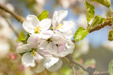White apple blossom flowers on tree in springtime