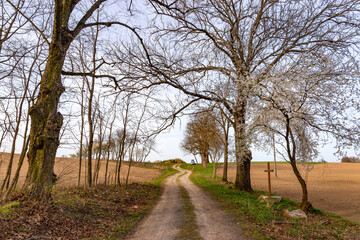 Country road on a spring evening