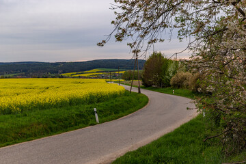 Road and floral fields of yellow flowers. Sunset time.