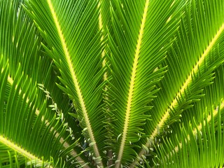 The Beautiful palm leaf with green color